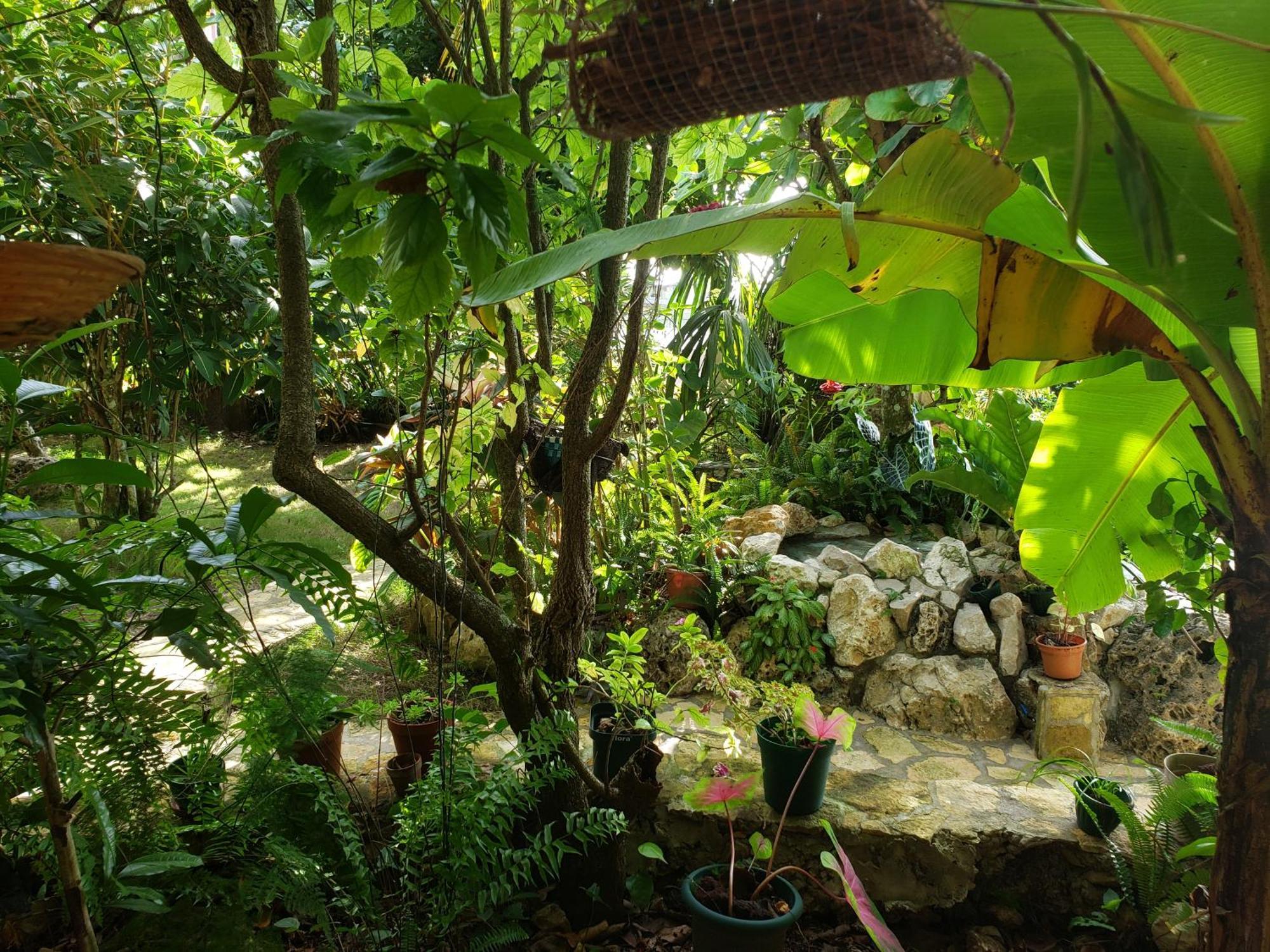 Zapote Tree Inn Flores Ngoại thất bức ảnh